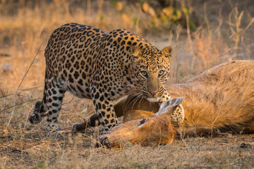 Fototapeta na wymiar Survival of the fittest. An aggressive and intense look by a male leopard with a female blue bull kill in a morning drive at jhalana forest reserve, Jaipur, India