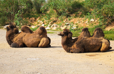 Two camels rest in a zoo.
