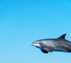 Dolphin flying in the air. Place for text.