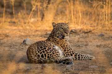 A male leopard relaxing in a morning safari at jhalana forest reserve, Jaipur, India
