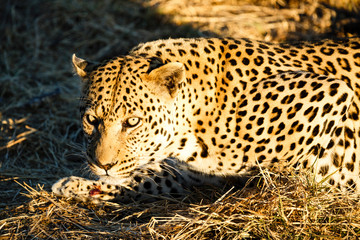 Leopard (Panthera pardus), liegt im Gras