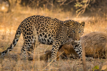 Fototapeta na wymiar A intense look by a male leopard with a female blue bull kill in a morning drive at jhalana forest reserve, Jaipur, India