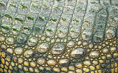 Close-up view of Crocodile skin in national zoo.