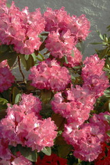 Rhododendrons roses en pleine floraison, France