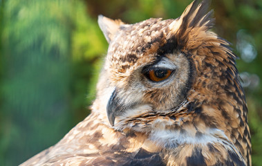 Close-up view of Cape Eagle Owl.