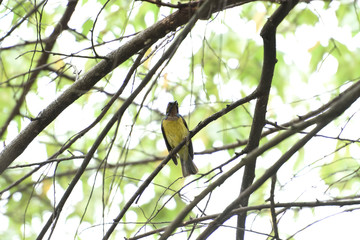 Brown - throated sunbird