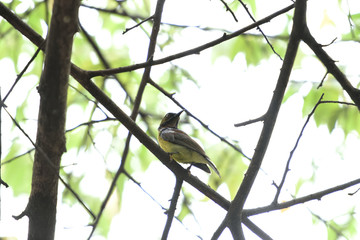 Fototapeta premium Brown - throated sunbird