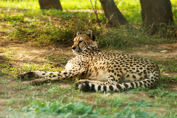 Gepard resting in the national park. Acinonyx jubatus. © M-Production