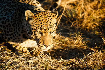 Leopard (Panthera pardus), liegt im Gras