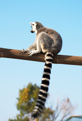 Ring-tailed lemur in the national park.