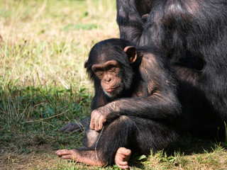 Chimpanz&eacute;