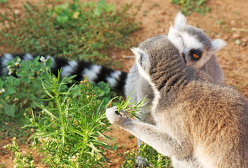 Ring-tailed lemurs in the national park.