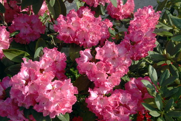 Rhododendrons roses en pleine floraison, France