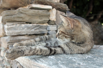 Young grey cat resting sleeping on stone wall fence mediterranean aegean greece island 