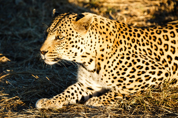 Leopard (Panthera pardus), liegt im Gras