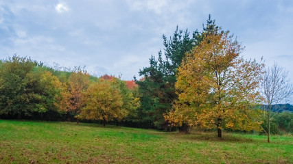 Fototapeta premium Colours of trees in auttum, Basque country, Spain