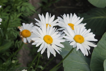 Fototapeta premium white flower