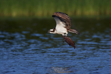Osprey (Pandion haliaetus)