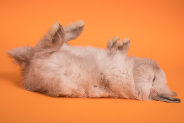 Small cute rabbit lying