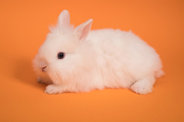 Baby cute rabbit