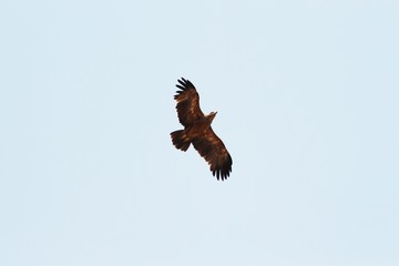 a raptor flying