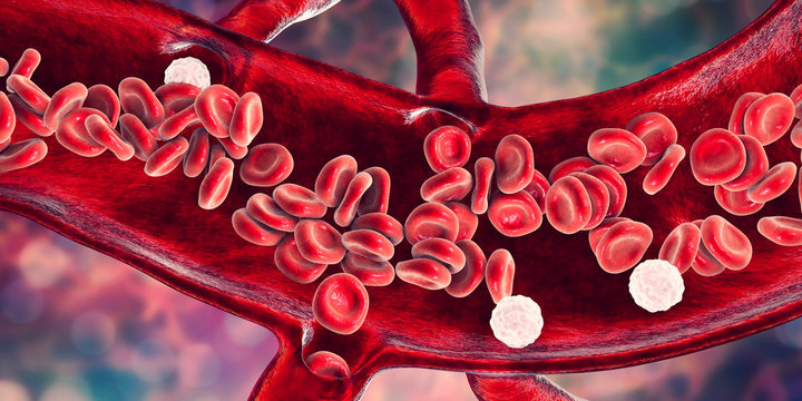 Red blood cells and leukocytes, cross-section of a blood vessel