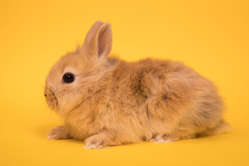 Baby cute rabbit