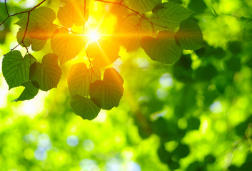 Green leaves and sun