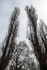 Trees without leaves against the sky
