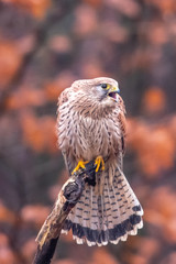 Common kestrel (Falco tinnunculus) is a bird of prey species belonging to the kestrel group of the...