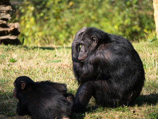 Chimpanzé