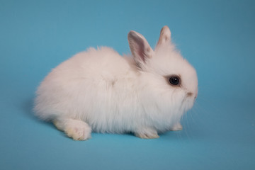Fototapeta na wymiar Baby cute rabbit