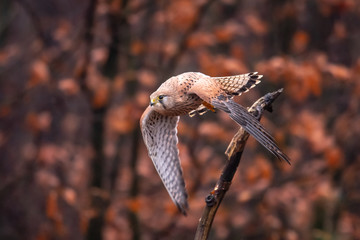 Common kestrel (Falco tinnunculus) is a bird of prey species belonging to the kestrel group of the...