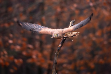 Common kestrel (Falco tinnunculus) is a bird of prey species belonging to the kestrel group of the falcon family Falconidae. Also known as the European kestrel, Eurasian kestrel.