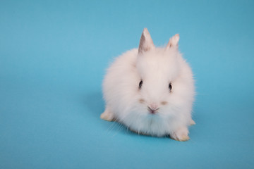 Fototapeta na wymiar Baby cute rabbit