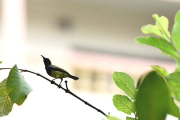 Olive - backed sunbird
