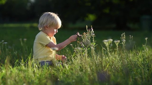 Cute little boy touch the flowers in the meadow at sunset. Summer activity for kids.