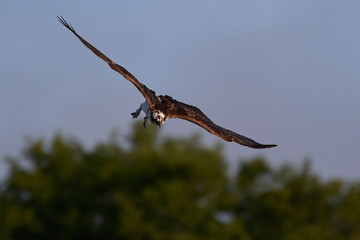 Osprey (Pandion haliaetus)