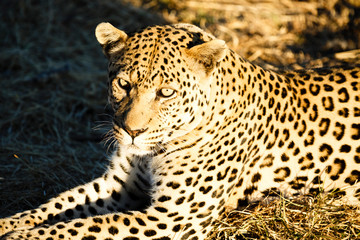 Leopard (Panthera pardus), Tierportrait, liegt im Gras