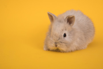 Baby cute rabbit