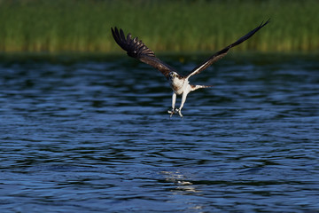 Osprey (Pandion haliaetus)