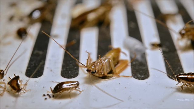 small cockroaches struggling on a catcher close up 