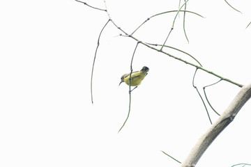 Female olive - backed sunbird