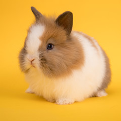 Baby cute rabbit