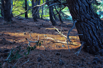 forest with dry twigs and tree roots.