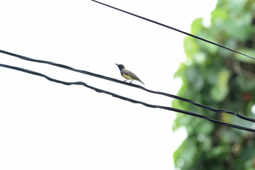 Male olive - backed sunbird