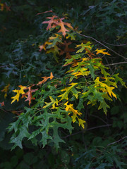 Fototapeta na wymiar Green leaves getting yellow color