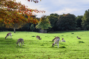 Deer herd in natural habitat on a grass field on one autumn day with yellow, orange leaves on a branches.