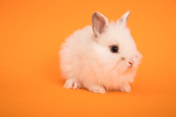 Baby cute rabbit