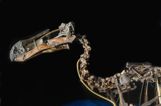 Dodo bird skeleton